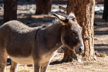 Donkey / Burro in Bearizona Wildlife Park, Williams, Arizona USA