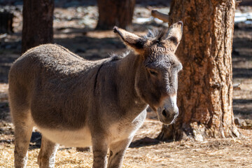 Donkey / Burro in Bearizona Wildlife Park, Williams, Arizona USA