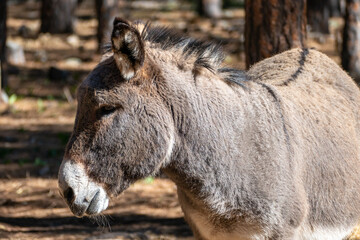 Fototapeta premium Donkey / Burro in Bearizona Wildlife Park, Williams, Arizona USA