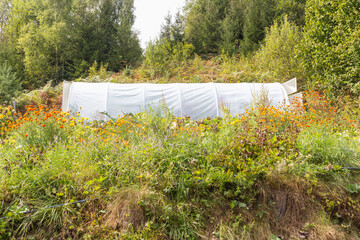 Greenhouse Oasis: Lush Plants in a Conservatory