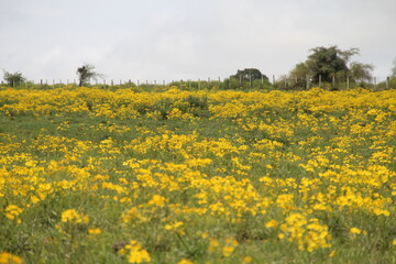 entorno do cerro do jarau em quara&iacute;, rio grande do sul 