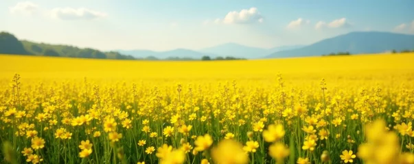 Golden yellow flower fields stretching into infinity, golden, abstract, field