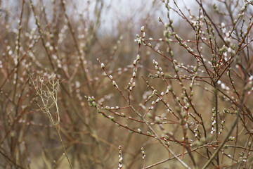 Springtime Willow Catkins in Bloom on Bare Branches in Early Spring