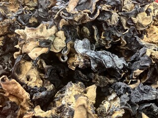 A pile of several dried black ear mushrooms is known by its scientific name Auricularia auricula, a type of jelly fungus that has a chewy fruit body and is shaped like an ear.