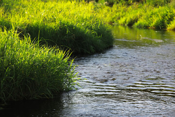 Serene Stream Flowing Through Lush Green Grass in Summer
