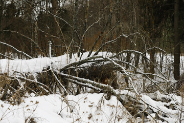Snow-Covered Fallen Trees in a Winter Forest Landscape with Bare Branches and Dense Woods