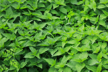 Lush Green Nettles in a Dense Forest Setting - Fresh Foliage and Natural Botanical Background