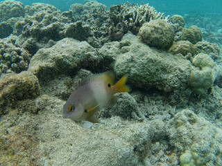 A damselfish swims around a seabed coral reef