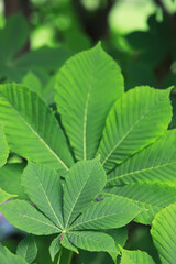 Lush Green Chestnut Tree Leaves in Sunlight - Nature's Vivid Summer Foliage Close-Up