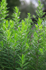 Lush Greenery with Dense Foliage in a Natural Outdoor Setting