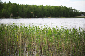 Serene Lakeside Reeds and Green Forest Under Cloudy Sky