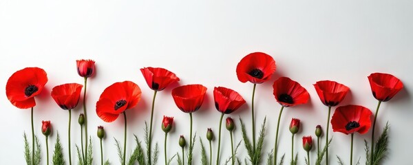 Red poppy flowers arranged on white backdrop, symbol of remembrance, memorial days. Floral tribute to veterans, soldiers. Respect, sacrifice, freedom themes, peace concept. Anzac Day, Remembrance Day