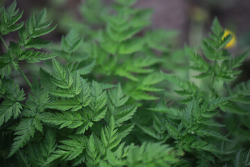 Close-up of Vibrant Green Leaves on a Forest Floor in Natural Daylight