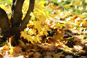 Autumn Leaves on the Ground Around Tree Trunk in Sunlit Park