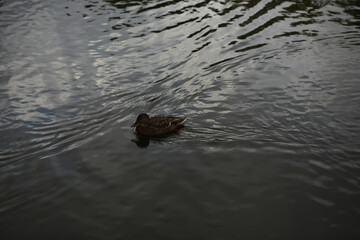 Solo Duck Gliding on Reflective Dark Water Surface with Ripples