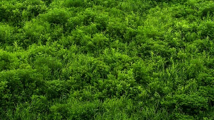 Fototapeta premium Aerial View of Lush Green Forest with Dense Foliage