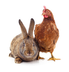 Rabbit and chicken.