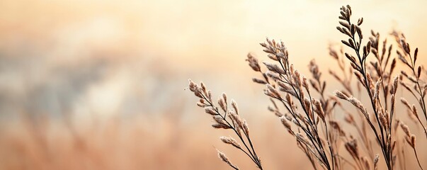 Obraz premium Acid rain climate change idea. Delicate grass swaying gently in a soft pastel sunset background.