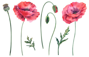 Obraz premium The poppies are red, a large set on a white background. Watercolor illustration of wildflowers, poppies, buds, leaves and stems. Hand-painted botanical clipart, elements of plant design