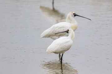 Pair of Black-faced Spoonbills in Shallow Water, Mai Po Natural Reserve, Hong Kong