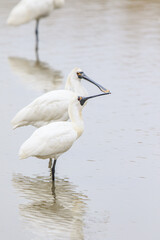 Pair of Black-faced Spoonbills in Shallow Water, Mai Po Natural Reserve, Hong Kong