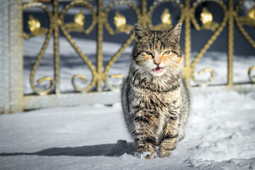 cat in snow