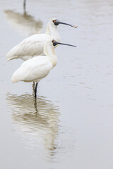 Pair of Black-faced Spoonbills in Shallow Water, Mai Po Natural Reserve, Hong Kong