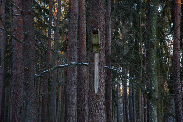 A wooden birdhouse mounted on a tall pine tree in a dense winter forest, with snow lightly covering the branches and trunks.