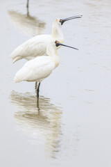 Pair of Black-faced Spoonbills in Shallow Water, Mai Po Natural Reserve, Hong Kong