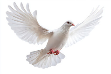 White dove flying isolated on black background and Clipping path