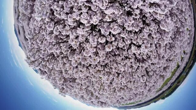 Fully bloomed cherry blossoms captured through a special aerial shot.