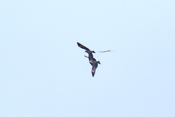 Black Kites in Mid-Air Tug-of-War