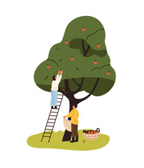 Farm workers gather apples in basket. Farmers work together, pick up garden harvest. People farming, collect crop from fruit tree with ladder. Flat isolated vector illustration on white background