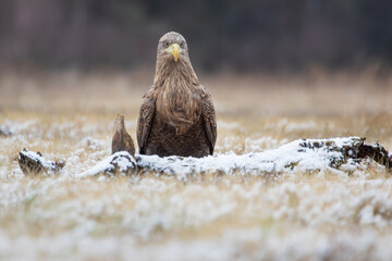 White-tailed eagle front view