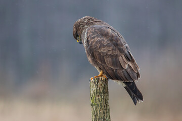 Buzzard on a peg looking down