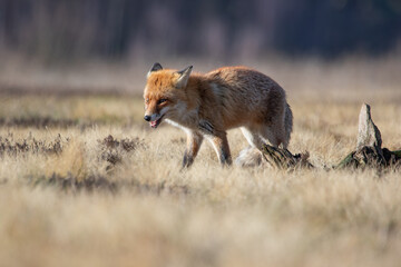 Fox on a sunny meadow