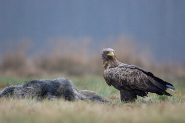 Wet eagle in the meadow