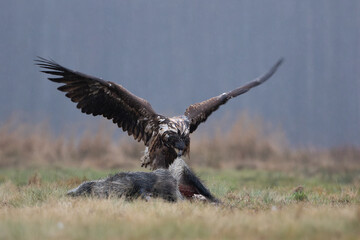 A wet young white-tailed eagle devouring a wild boar