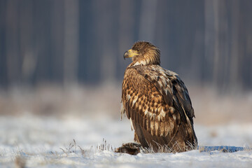 A white-tailed eagle sitting on a log in the winter sun