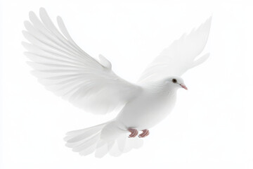 White dove flying isolated on white background and Clipping path