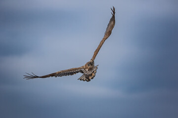 Beautiful giant bird of prey against the sky