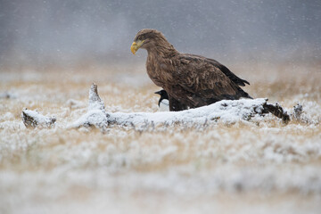A large bird of prey in a winter scenery