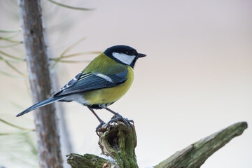 Great tit on an old tree stump