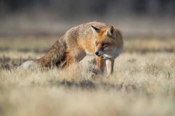 A fox in a meadow observing something carefully