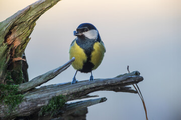A tit with a seed in its beak on a branch