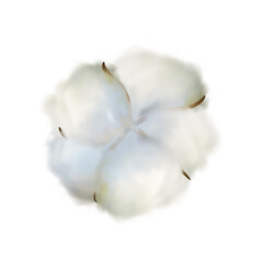Cotton plant flower isolated on white background. High quality vector illustration