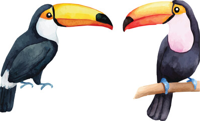 Vector watercolor illustrated set of two toucan birds © Mantella