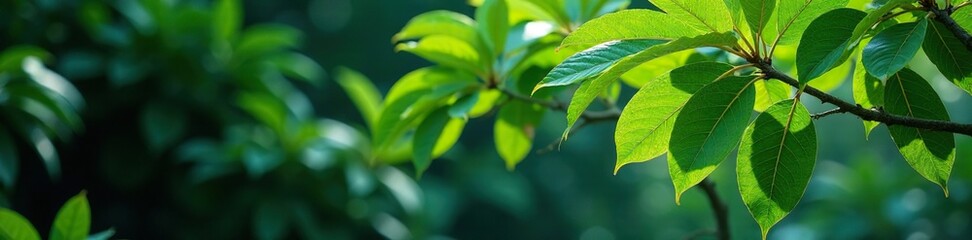 Exotic tree branches with large tropical leaves, branches, exotic trees, tropical leaves