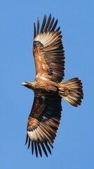 Obraz premium Majestic Golden Eagle Soaring Gracefully Against Clear Blue Sky