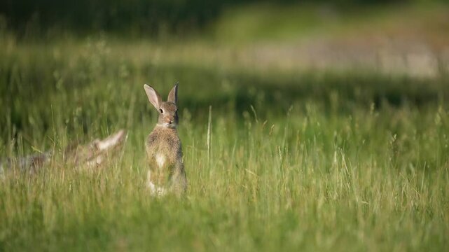 An alert Rabbit (Oryctolagus cuniculus) stands up for a clear view in long grass.